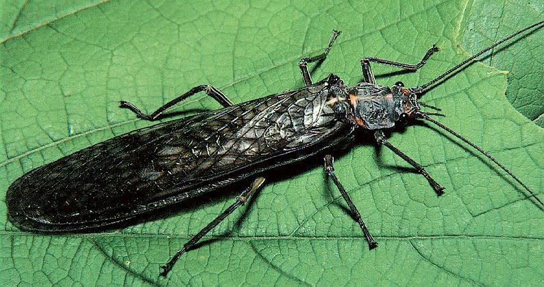 [insect-stonefly-on-leaf.jpg]