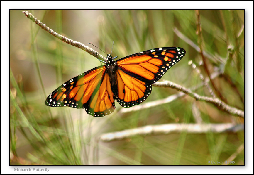 [mi-1838-butterfly-18-10-05-10L.jpg]