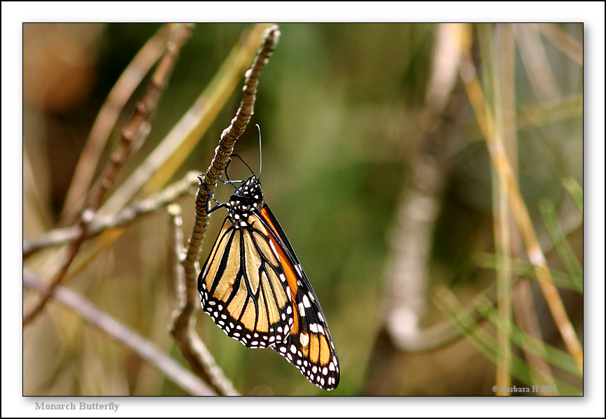 [mi-1841-butterfly-18-10-05-10L.jpg]