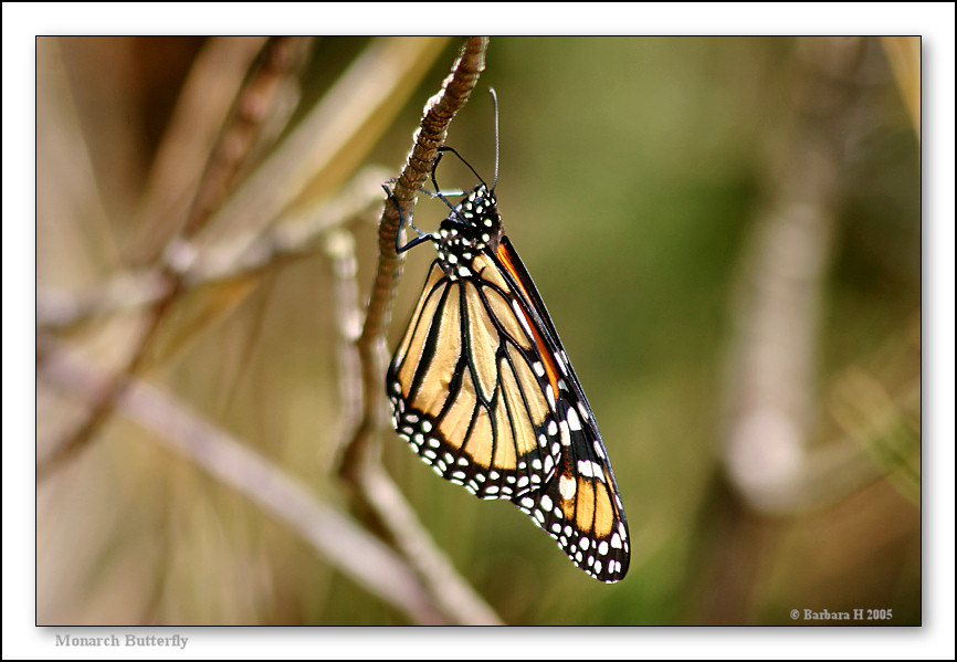 [mi-1844-butterfly-18-10-05-10L.jpg]