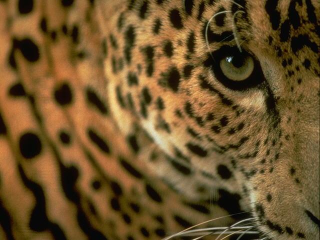 [S095167-Jaguar-AnimalEyes-Closeup.jpg]
