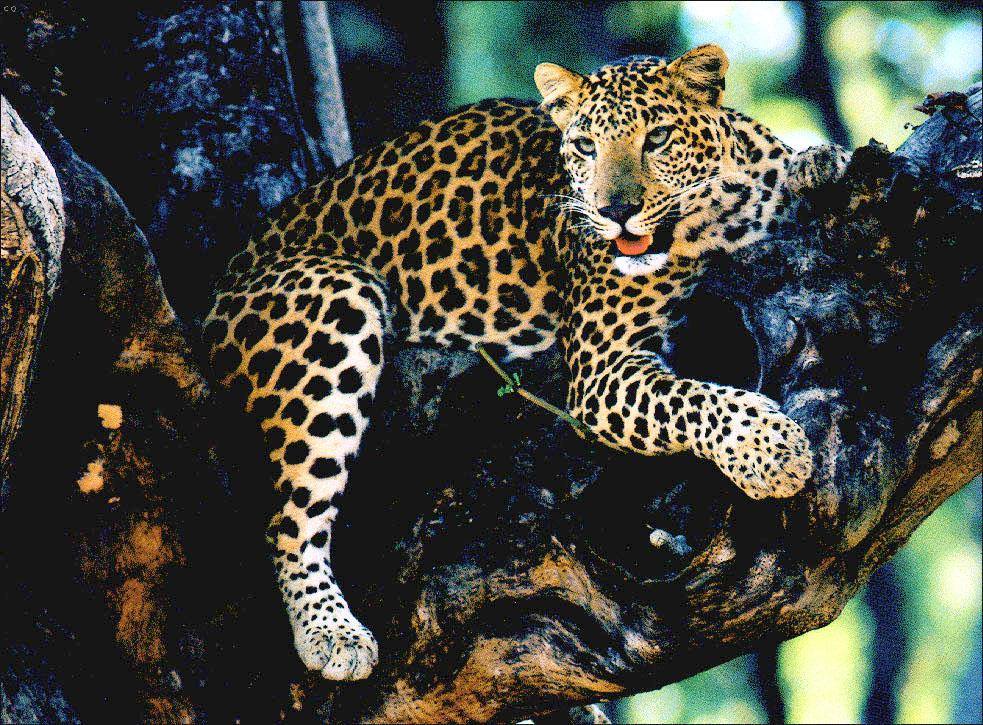[WildLife016-Jaguar_Relaxing_on_tree.jpg]