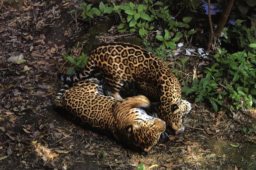 [jaguar16gt-2wallowers.jpg]