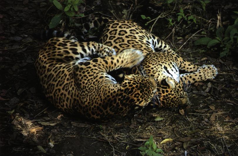 [jaguar17gt-2wallowers.jpg]