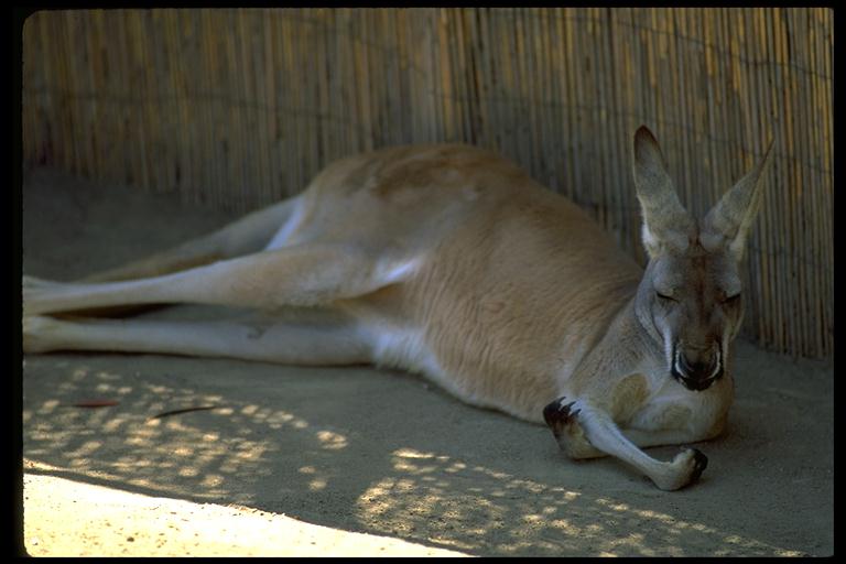 [Kangaroo-SleepyInShadow.jpg]