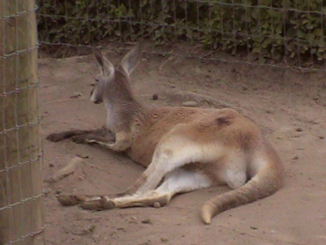 [Kangaroo2.jpg]