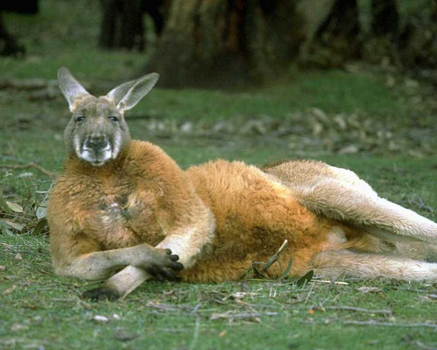 [animalwild006-Kangaroo-FullRelaxing-OnGrass.jpg]