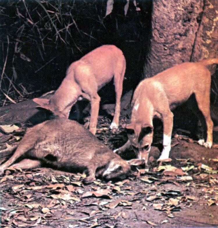[ausie_pt3-Dingos-Hunted_a_kangaroo.jpg]