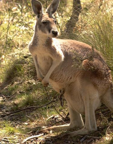 [gr-kangaroo01-looks-back.jpg]
