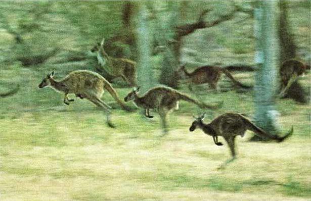 [kangaroo03-Pack_runs.jpg]