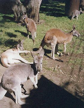 [kangaroo03.jpg]