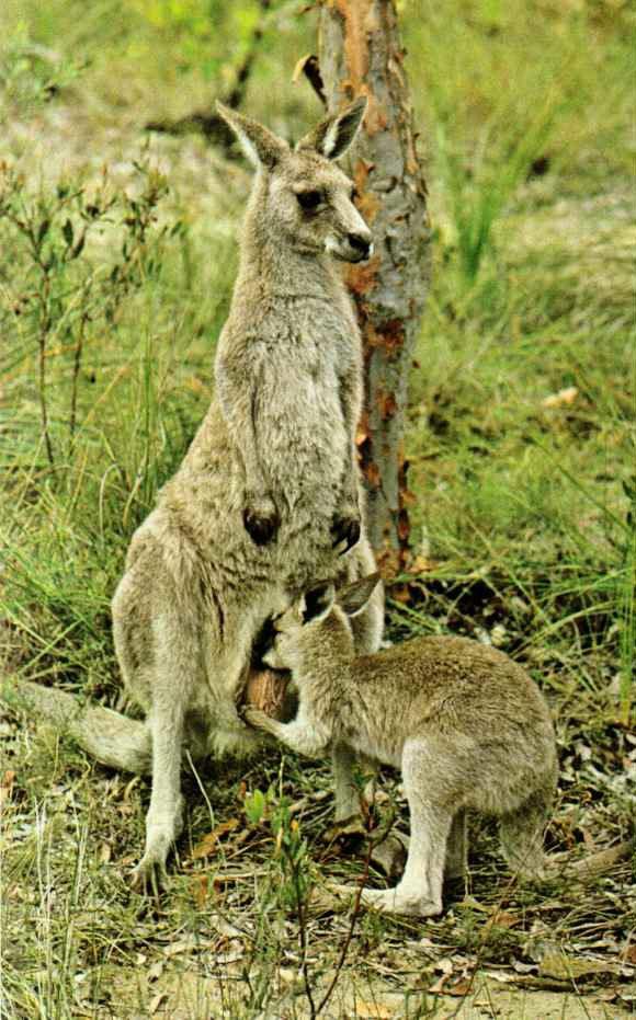 [kangaroo04-Mom_nursing_young.JPG]