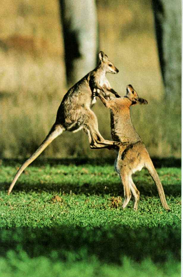 [kangaroo06-Fighting-JumpingKick.JPG]