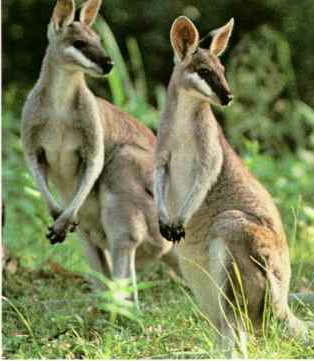 [kangaroo07-Pair-Looks_back.jpg]