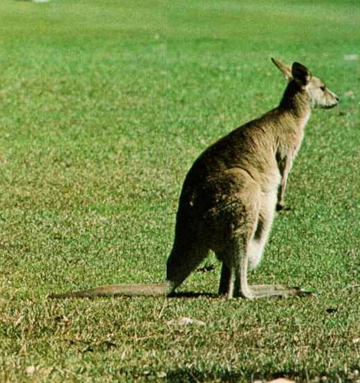 [kangaroo08-Standing_on_grass-RearView.jpg]