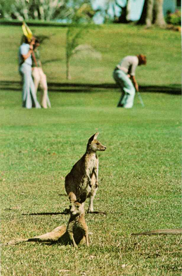 [kangaroo09-Pair-Relaxing_on_golf_field.JPG]