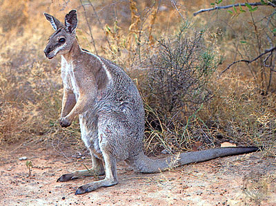 [kangaroo10-Standing_at_bush_edge.jpg]