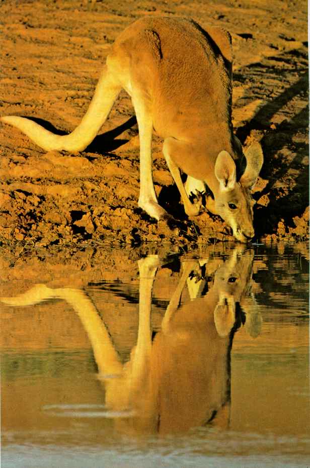 [kangaroo11-Drinking_water-mirror.JPG]