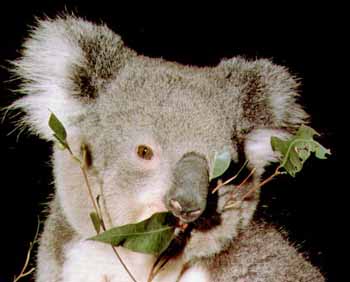 [Koala1-EatingLeaves-FaceCloseup.jpg]