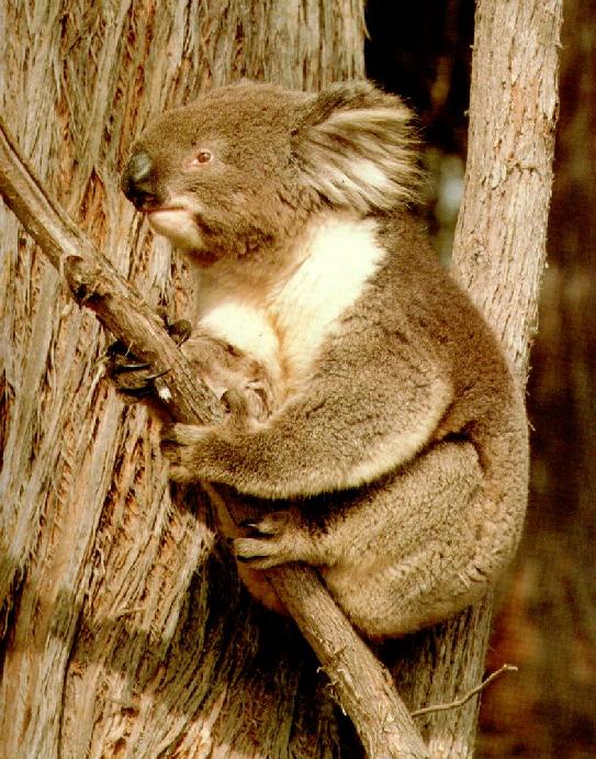 [koala-2.jpg]