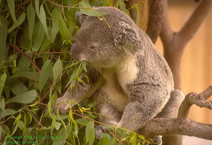 [koala-eating-leaves.jpg]