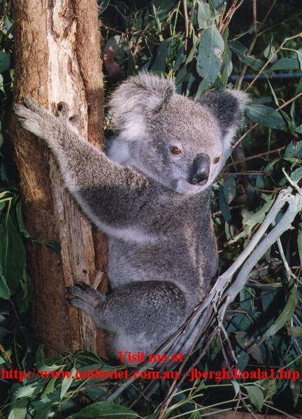 [koala-sweetp2x.jpg]