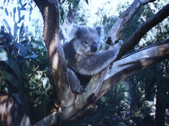[koala1-MelbourneConservatory.jpg]