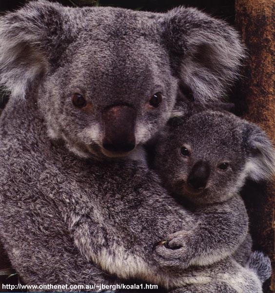 [koala11-MomNBaby.jpg]