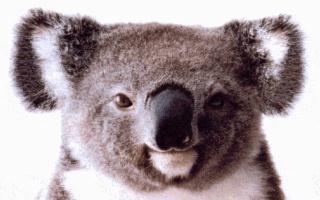 [koala2-face.jpg]