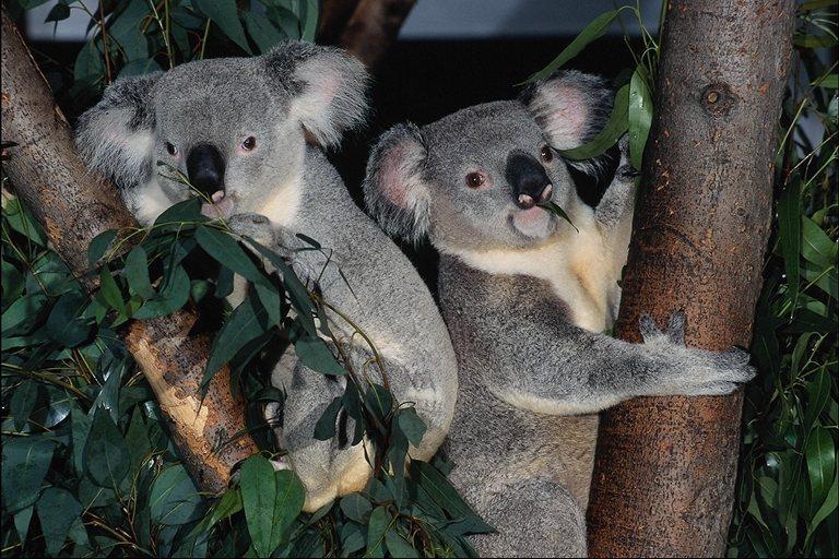 [koalas_pair-dinner_on_tree.jpg]