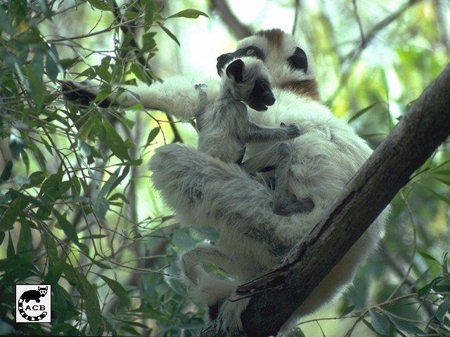 [Sifaka11-Lemurs-Mom_N_Baby.jpg]