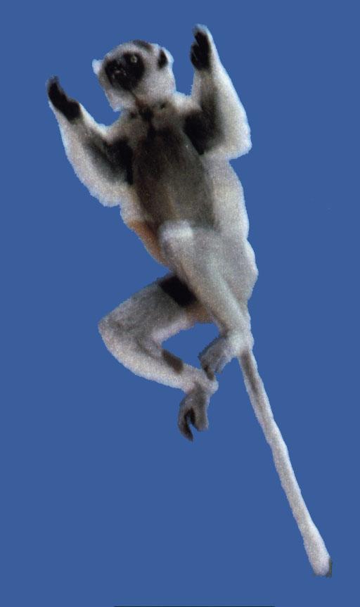 [White-Lemur22-InFlight.jpg]
