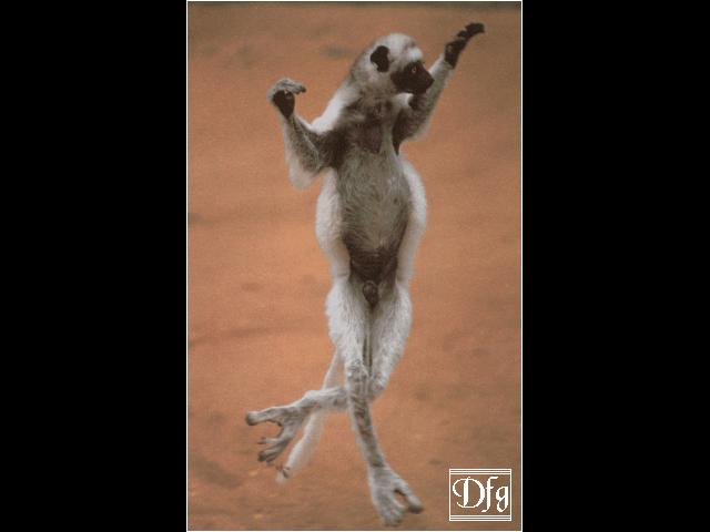 [lemur10.jpg]