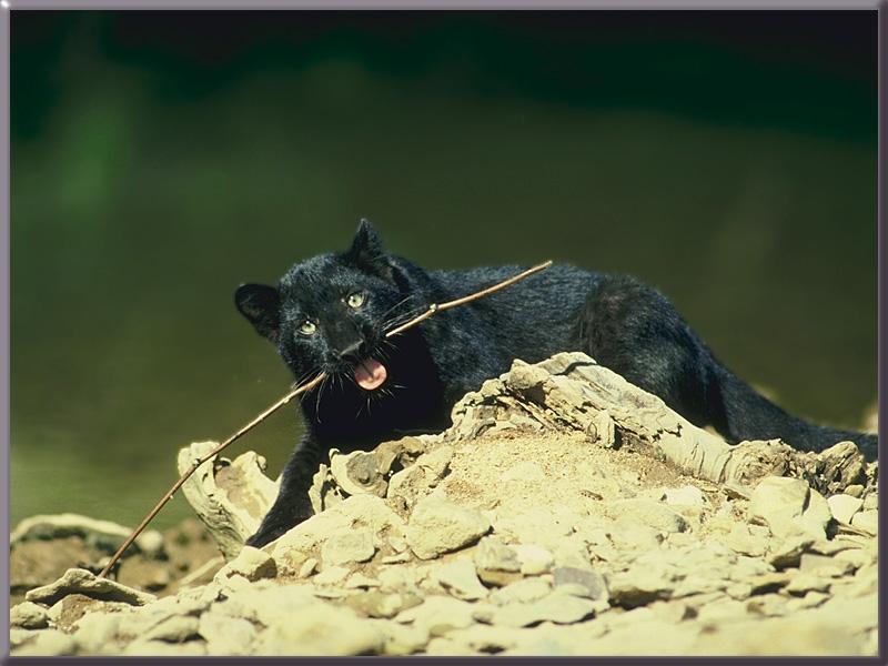 [BlackLeopardPanther_Young-romping.jpg]