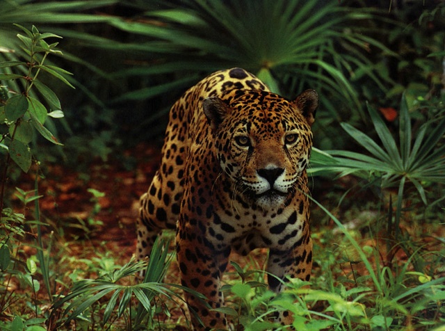 [Jaguar.jpg]