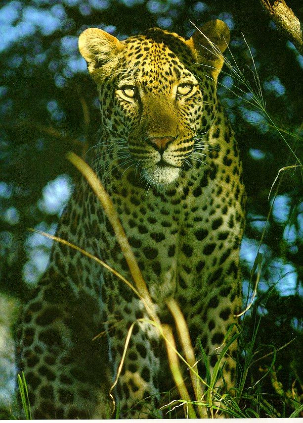 [Leopard-FrontView-closeup.jpg]