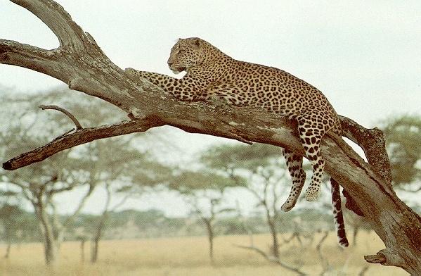 [Leopard-OnTree-Relaxing.jpg]