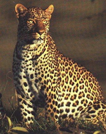 [Leopard1-Watching.jpg]