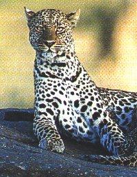 [Leopard2-WatchingOnRock.jpg]