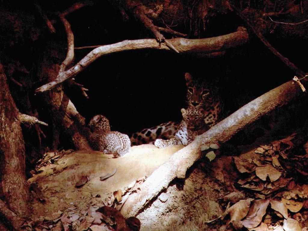 [Leopards-MomNBabies-Relaxing-UnderShadow.jpg]