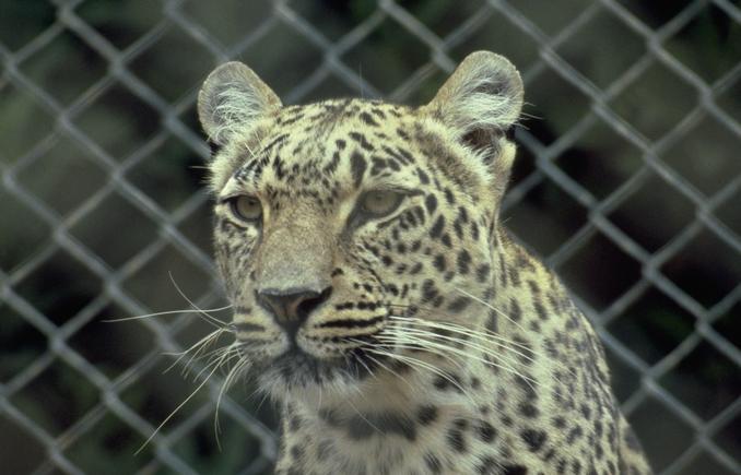 [Photo283-Leopard-FaceCloseup.jpg]
