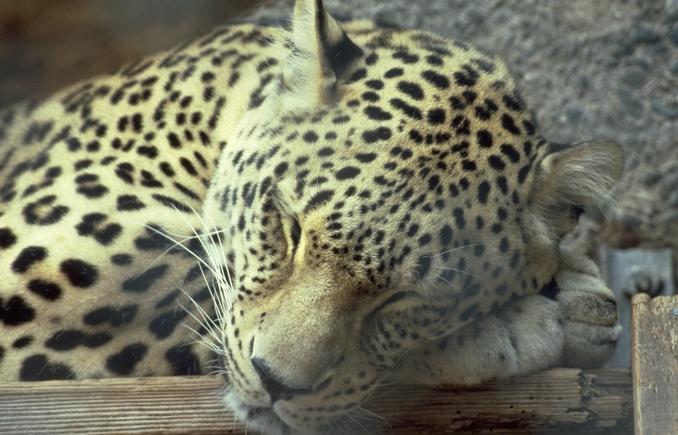 [Photo284-Leopard-SleepyFace.jpg]