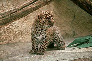 [SDZ_0007-Cute-Leopard-Cub.jpg]