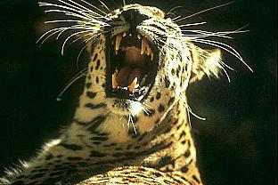 [SDZ_0008-Leopard-Roaring.jpg]