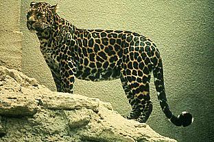 [SDZ_0033-Leopard-Standing-OnRock.jpg]