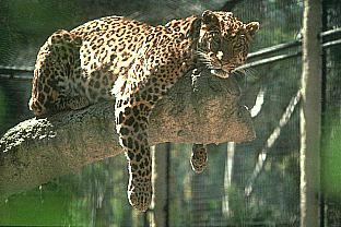 [SDZ_0034-Leopard-Relaxing-OnTree.jpg]