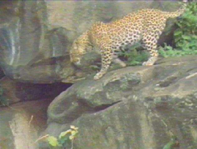[bigcat07-leopard.jpg]