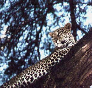[leopard-a2-Resting-OnTree.jpg]