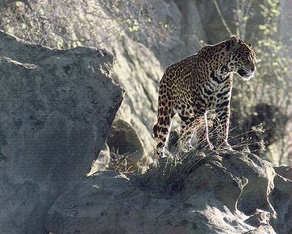 [leopard003.jpg]