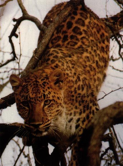 [leopard01gt-onTree.jpg]